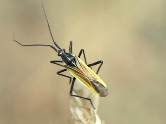 Leptopterna dolabrata, Langhaarige Dolchwanze