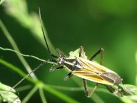 Leptopterna dolabrata, Langhaarige Dolchwanze