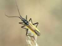 Leptopterna dolabrata, Langhaarige Dolchwanze