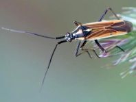 Leptopterna dolabrata, Langhaarige Dolchwanze
