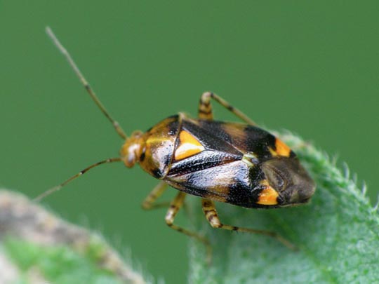 Gepunktete Nesselwanze, Liocoris tripustulatus