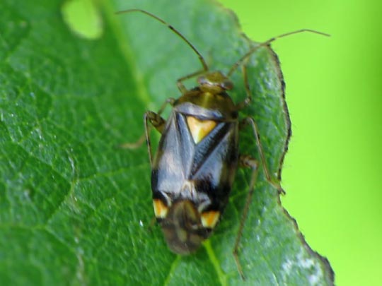 Gepunktete Nesselwanze, Liocoris tripustulatus