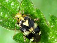 Gepunktete Nesselwanze, Liocoris tripustulatus