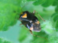 Gepunktete Nesselwanze, Liocoris tripustulatus