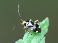 Gepunktete Nesselwanze, Liocoris tripustulatus