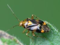 Gepunktete Nesselwanze, Liocoris tripustulatus