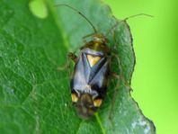 Gepunktete Nesselwanze, Liocoris tripustulatus