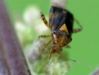 Gepunktete Nesselwanze, Liocoris tripustulatus