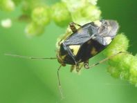 Gepunktete Nesselwanze, Liocoris tripustulatus