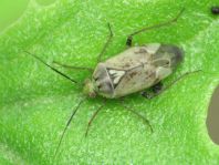 Behaarte Wiesenwanze, Lygus rugulipennis