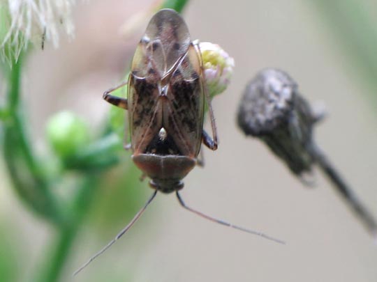 Behaarte Wiesenwanze, Lygus rugulipennis