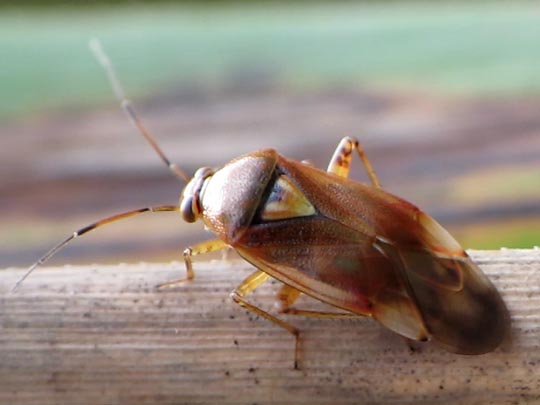 Gemeine Wiesenwanze, Lygus pratensis