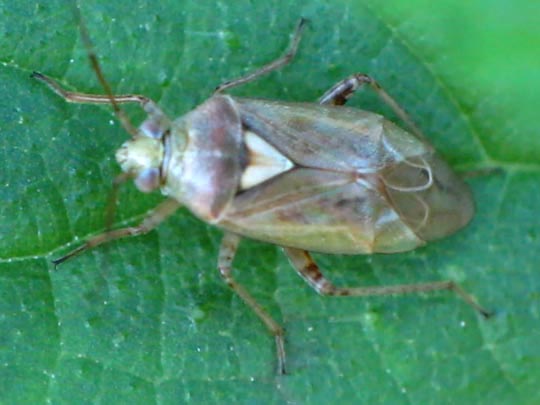 Lygus