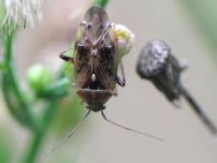 Behaarte Wiesenwanze, Lygus rugulipennis
