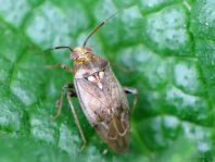 Behaarte Wiesenwanze, Lygus rugulipennis