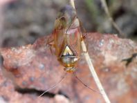 Gemeine Wiesenwanze, Lygus pratensis