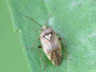 Behaarte Wiesenwanze, Lygus rugulipennis