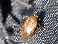 Behaarte Wiesenwanze, Lygus rugulipennis