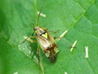 Gemeine Wiesenwanze, Lygus pratensis