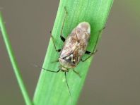Behaarte Wiesenwanze, Lygus rugulipennis