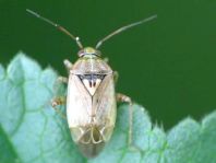 Lygus sp.