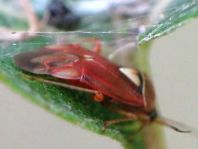 Lygus sp.