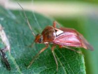 Lygus sp.