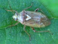 Lygus sp.
