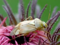 Gemeine Wiesenwanze, Lygus pratensis