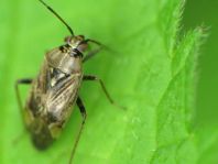 Lygus sp.