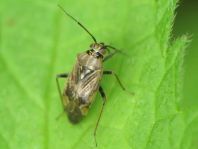 Lygus sp.