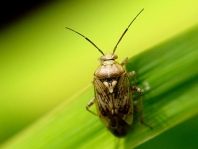 Behaarte Wiesenwanze, Lygus rugulipennis