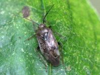 Lygus sp.