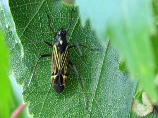 Miris striatus, Prachtwanze