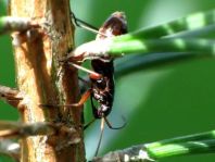 Miris striatus, Prachtwanze