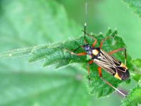 Miris striatus, Prachtwanze