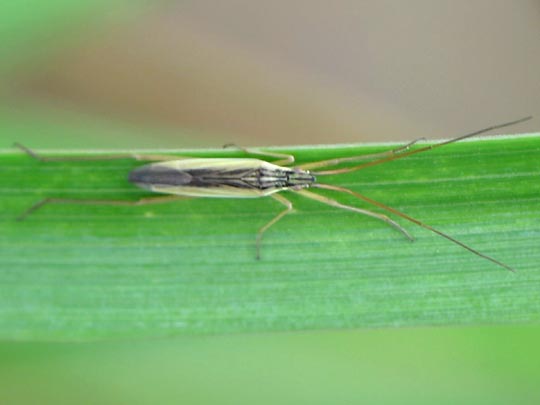 Notostira