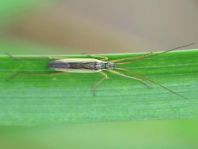 Notostira