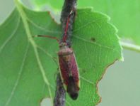 Pantilius tunicatus
