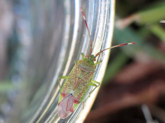 Pantilius tunicatus