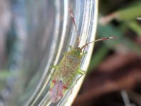 Pantilius tunicatus