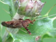 Phytocoris