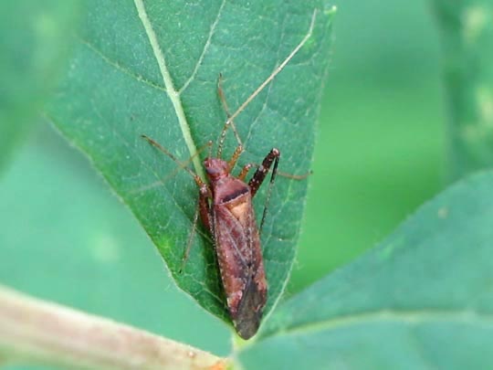 Phytocoris ulmi