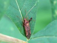 Phytocoris ulmi