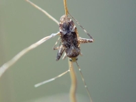 Phytocoris