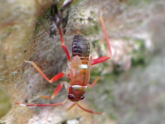Pilophorus