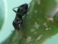 Pilophorus cf. perplexus