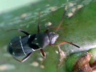 Pilophorus cf. perplexus