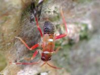 Pilophorus sp.
