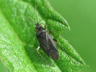 Plagiognathus arbustorum
